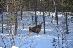 A young moose in the forest