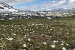 Spring in the mountains. White spring flowers in the mountains