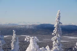 Winter in the Kiruna mountains Winter in the Kiruna mountains, with snowy trees in the foreground